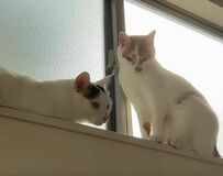 【仲良しな保護猫】まるで兄弟みたい！愛くるしいシンクロポーズに笑みがこぼれる