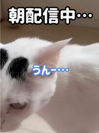  「いいお返事」ごはん大好きな猫ちゃんと飼い主さんの会話にSNSユーザーがほっこり