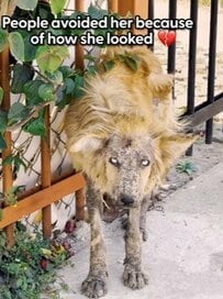 “酷い虐待と放置”されていた犬を救助「見た目ゆえ誰にも相手にされなかった」→幸せ取り戻した姿に感動