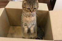 立っちが上手な猫さん「背後に気配」2匹のアイコンタクトに和む
