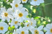 【ガーデニング】夏のホワイトガーデンはオススメ〈植物9選〉で爽やか＆オシャレに