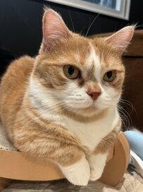 「どんな格好？」普段はキリッとした猫が取った〈謎のポーズ〉にほっこり