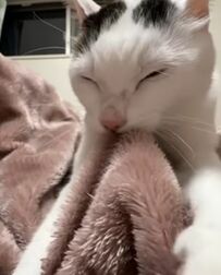 「いつまでも赤ちゃん」ふみふみし続ける猫ちゃんの姿がたまらないとSNSで話題