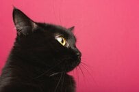 【年金制度改正】「主な改正内容5つ」をチェック！《年金一覧表》60歳～90歳以上「5歳刻み・平均年金月額」はいくら？