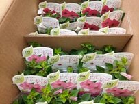 「育てたい花苗が見つからない……」そんなときに知っておきたい、ネット通販の「品質のリアル」と賢い買い方を実際の経験をもとに教えます！