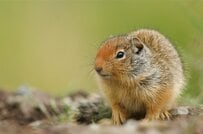 慣れない車移動をした「ペットのリス」の様子が話題に　「まさかの姿」に思わず二度見