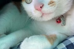「キラッキラ！」宝石のような瞳を持つ保護猫さん　SNSで話題に