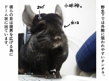 謎の行動もしかして几帳面!? 垣間見るチンチラのしぐさが可愛い