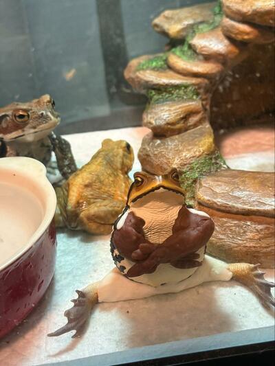 フィギュアのポーズに笑ってしまう