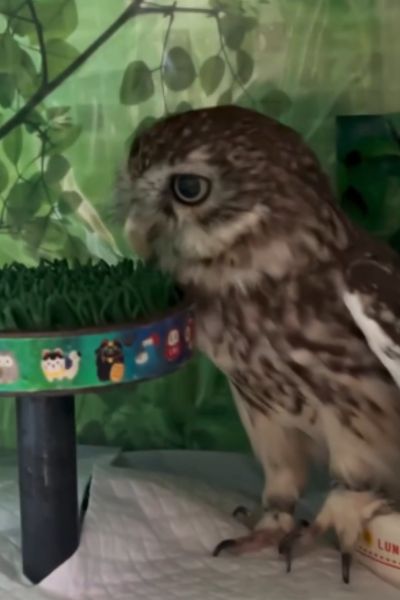 水を飲み終えたフクロウ