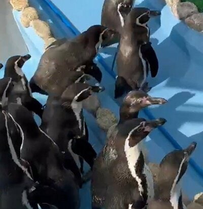 神戸市立王子動物園