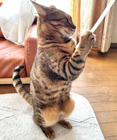 「雪降らないでください…」