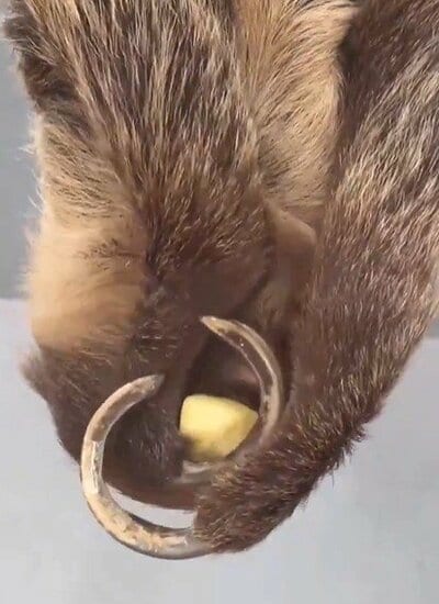 神戸市立王子動物園