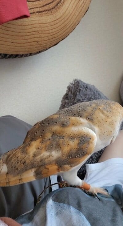 投稿動画