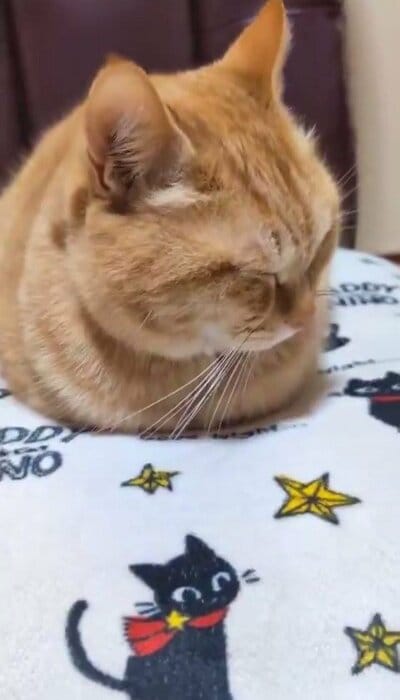 お手々ないないのぷりんちゃん
