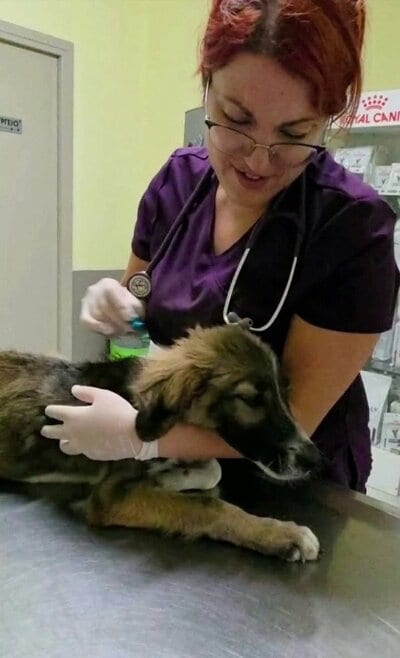 ラニアさんのクリニックで診察を受ける子犬