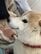 鼻が短めの柴犬さん「口が収まりきらない表情」が笑っているみたいでかわいい