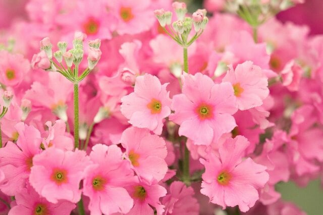 【ガーデニング・春の定番花】花壇がお洒落になる「一年草＆多年草」10選