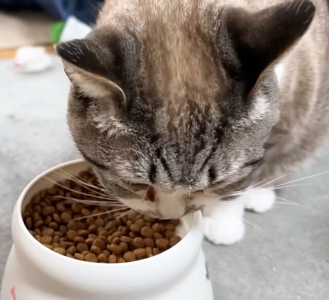 甘えん坊の猫が「撫でる→食べる→撫でる」の無限ループ　可愛い食事風景に「愛おしさが増し増しになります」の声
