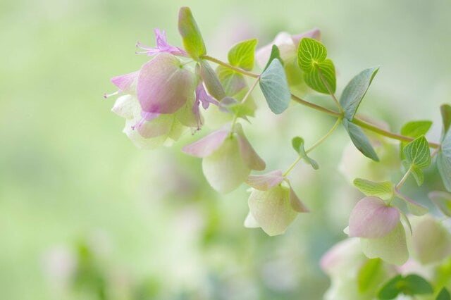 【秋のガーデニング】ナチュラルガーデンにオススメ〈可憐な花が美しい植物7選〉