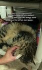 「彼女のペースで愛してくれる人を」雷雨の屋根の上で保護された猫フィドラー、少しずつ心を開く姿に反響