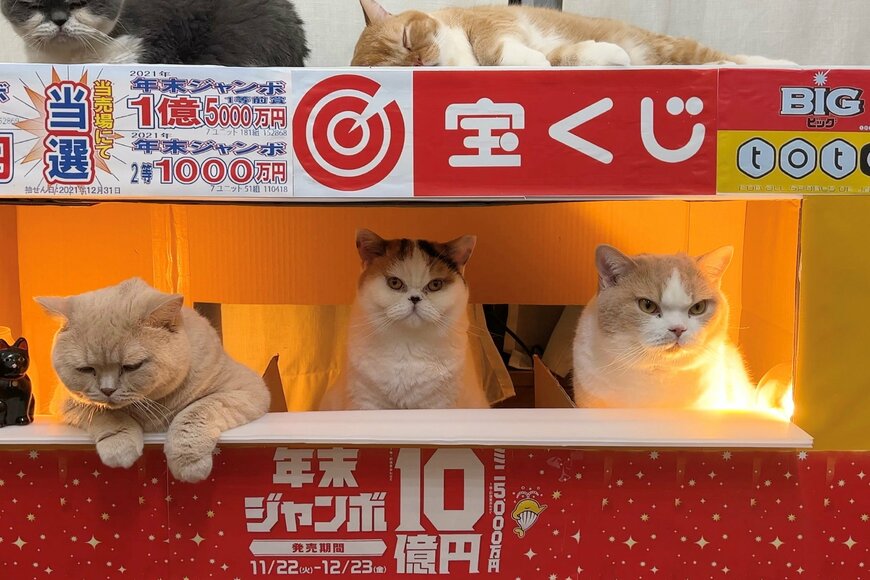 【金運が上がる写真！？】猫達に「年末ジャンボ大当たり」7万バズ