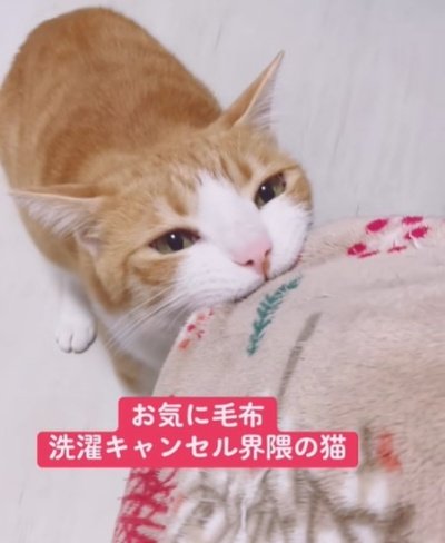 「4週間かけてにおいを育て上げる」洗濯機VS猫！絶対に毛布を洗わせない猫ちゃんの毛布愛に「本気を感じる」
