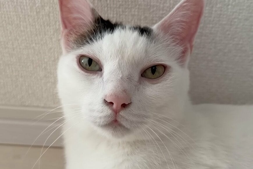 猫の「独特すぎる水の飲み方」に思わず目を疑う　「手で飲むとは…」