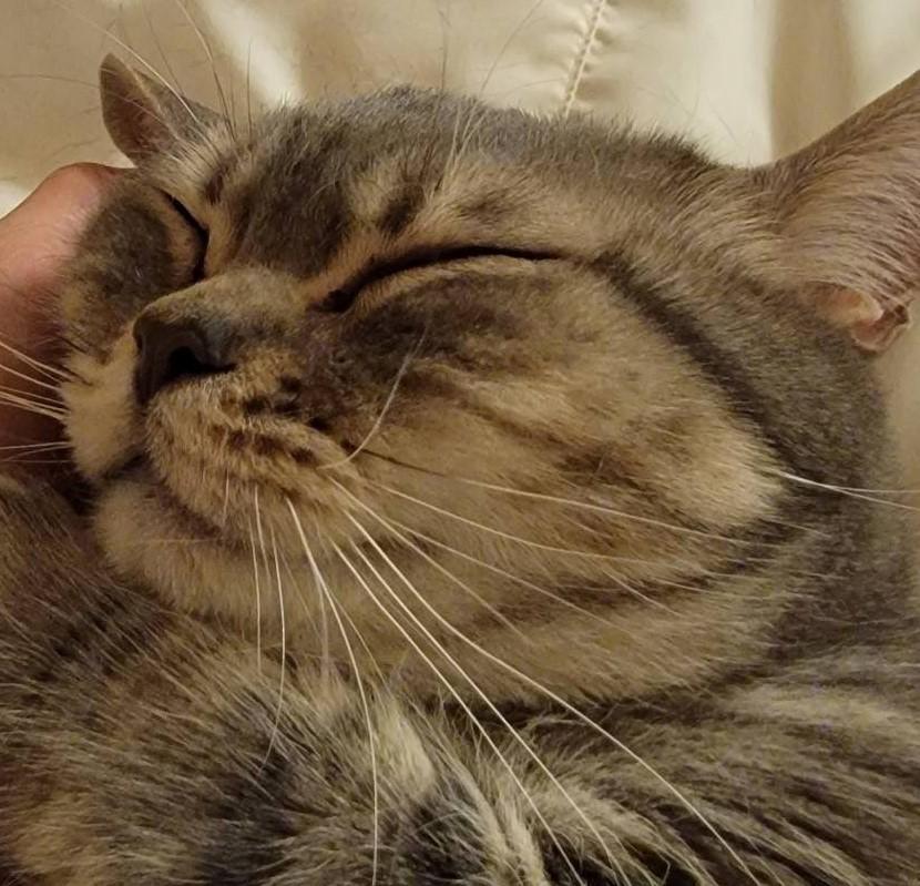 出所：@nekotansoku