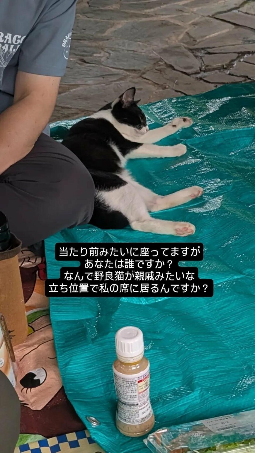 親戚が集合し「公園でピクニック」　堂々と参加する「野良猫の様子」に笑ってしまう