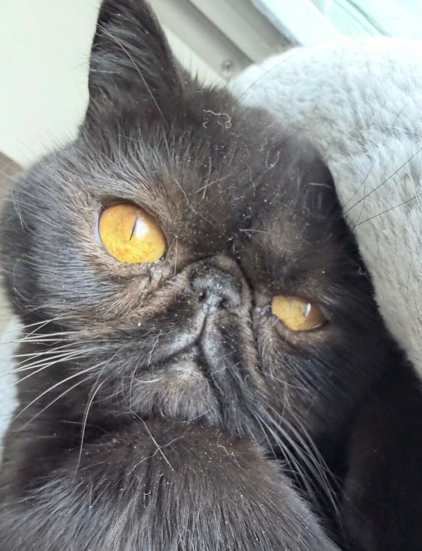 出所：@kotetsu_0420