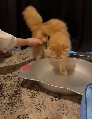 出所：@NEKOLAND13