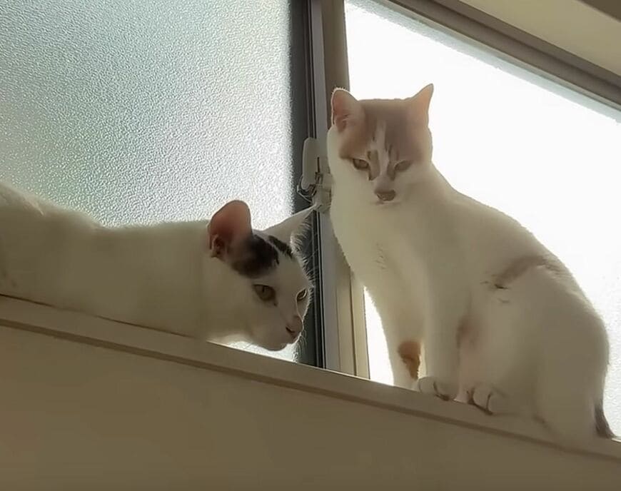 【仲良しな保護猫】まるで兄弟みたい！愛くるしいシンクロポーズに笑みがこぼれる