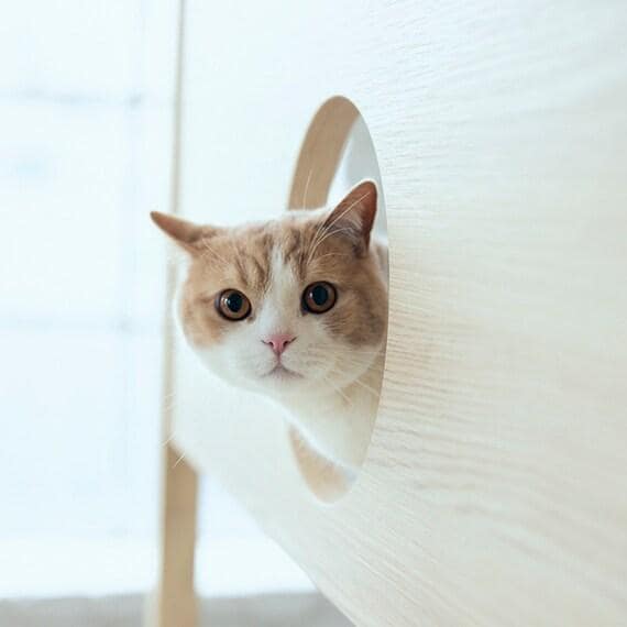 遊び場もたくさん。階段2つ、覗き穴3つ付きです／出所：ニトリ公式通販ニトリネット フランスペット キャットタワーベッド (シングル)