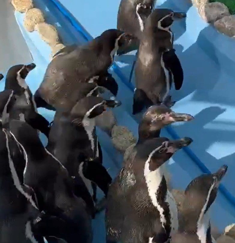 出所：@kobeojizoo