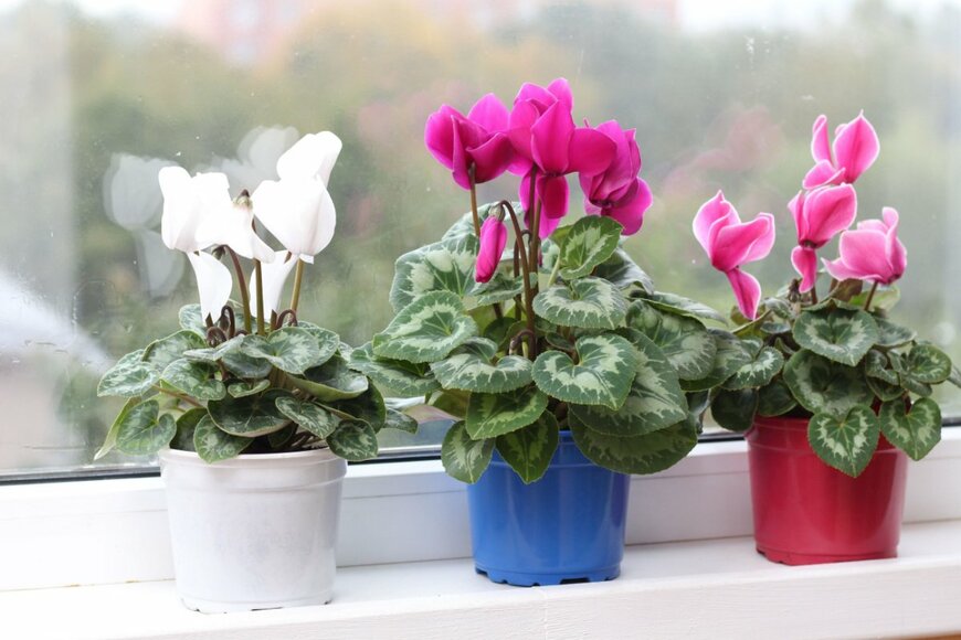 Razumhelen/shutterstock.com