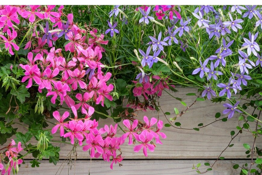 Konoplytska/istockphoto.com