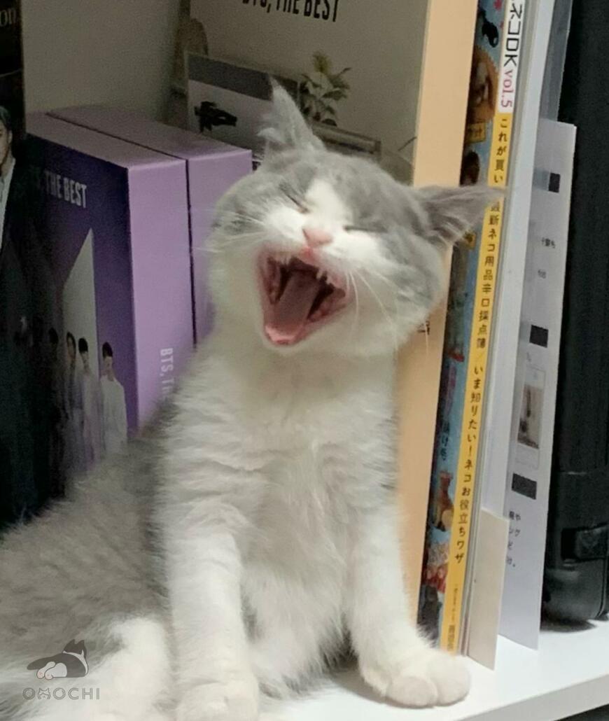 「ガオー！」とあくびする子猫　4年後まさかのビフォーアフターに反響
