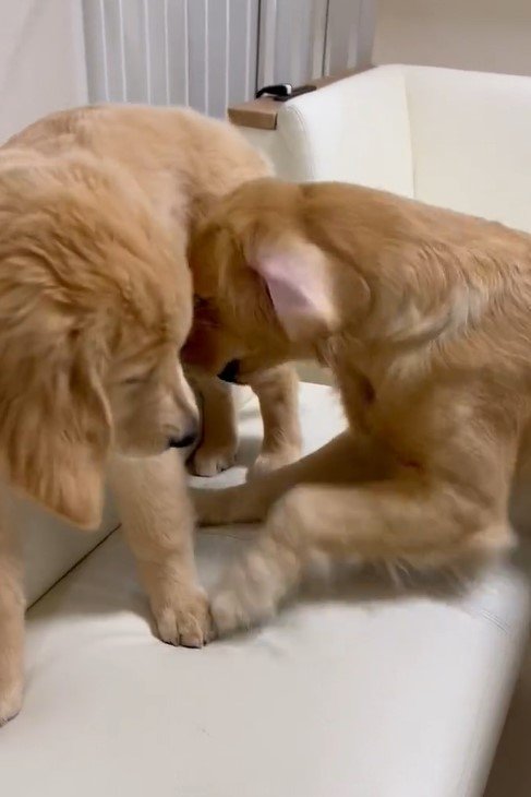 出所：@pu_channeldesu