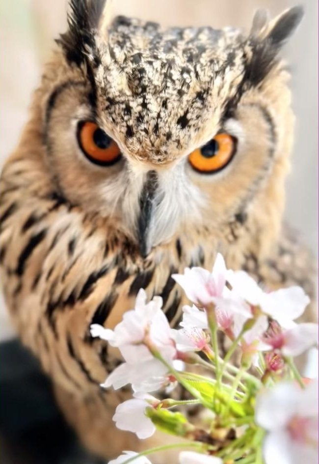 出所：@ba_chantolatte