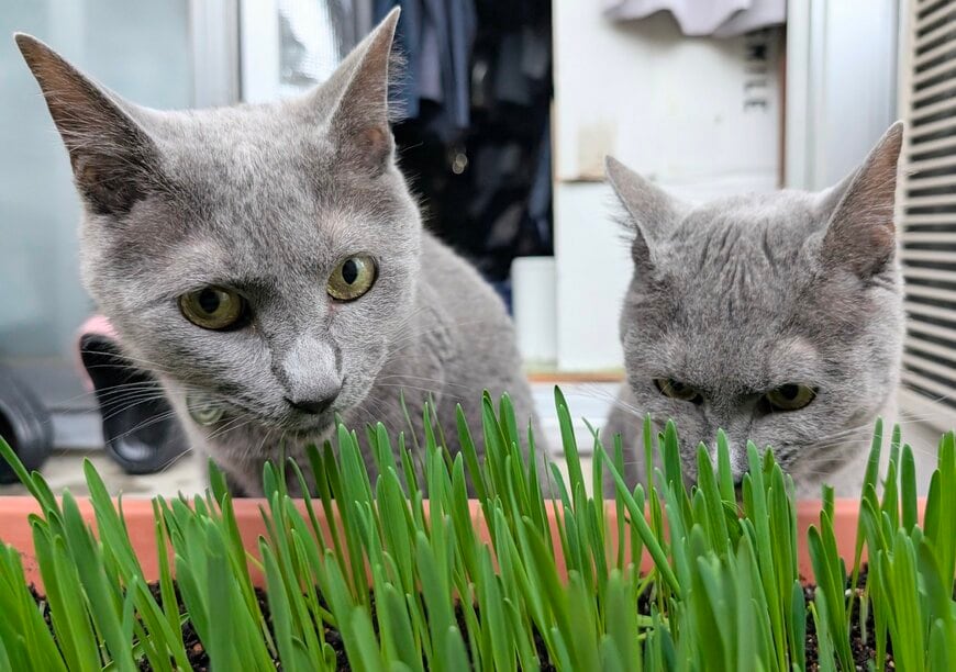 猫草の食べごろを吟味する兄弟猫「一流の目利きの眼」に笑っちゃう