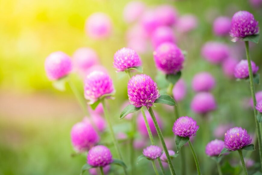 【夏に強いキュートな花】今が植えどきのナチュラルガーデンも似合う花10選！日陰OKの植物も