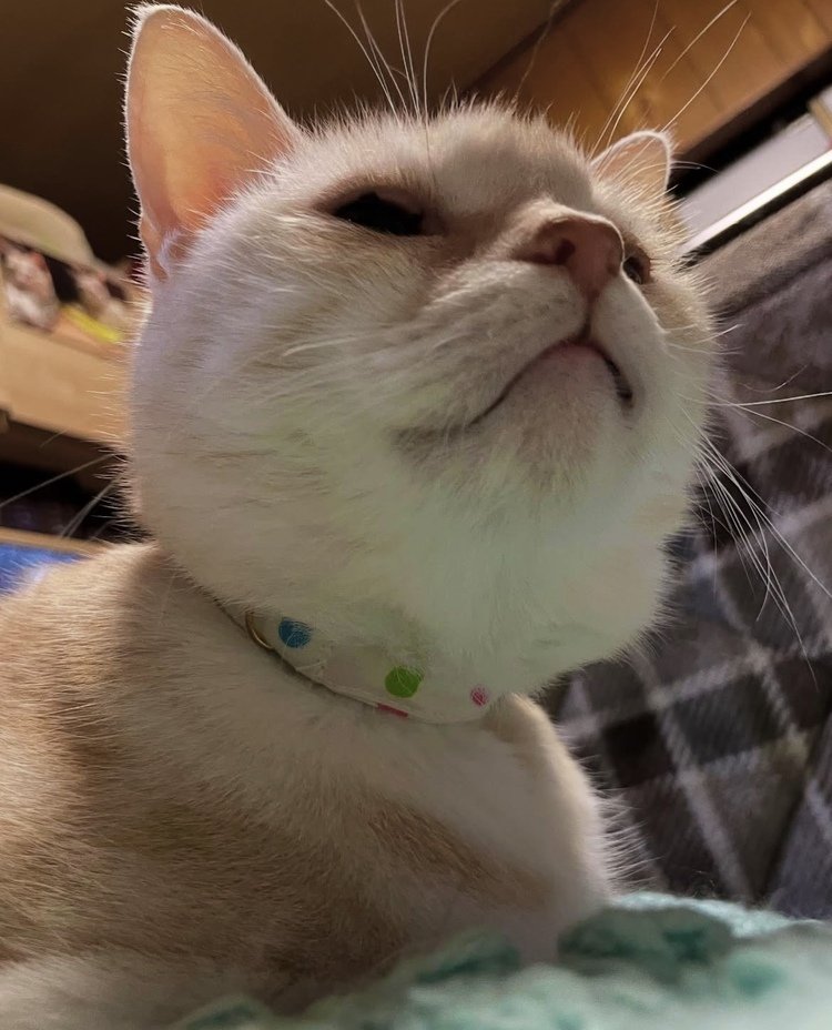 出所：@mimitti0930