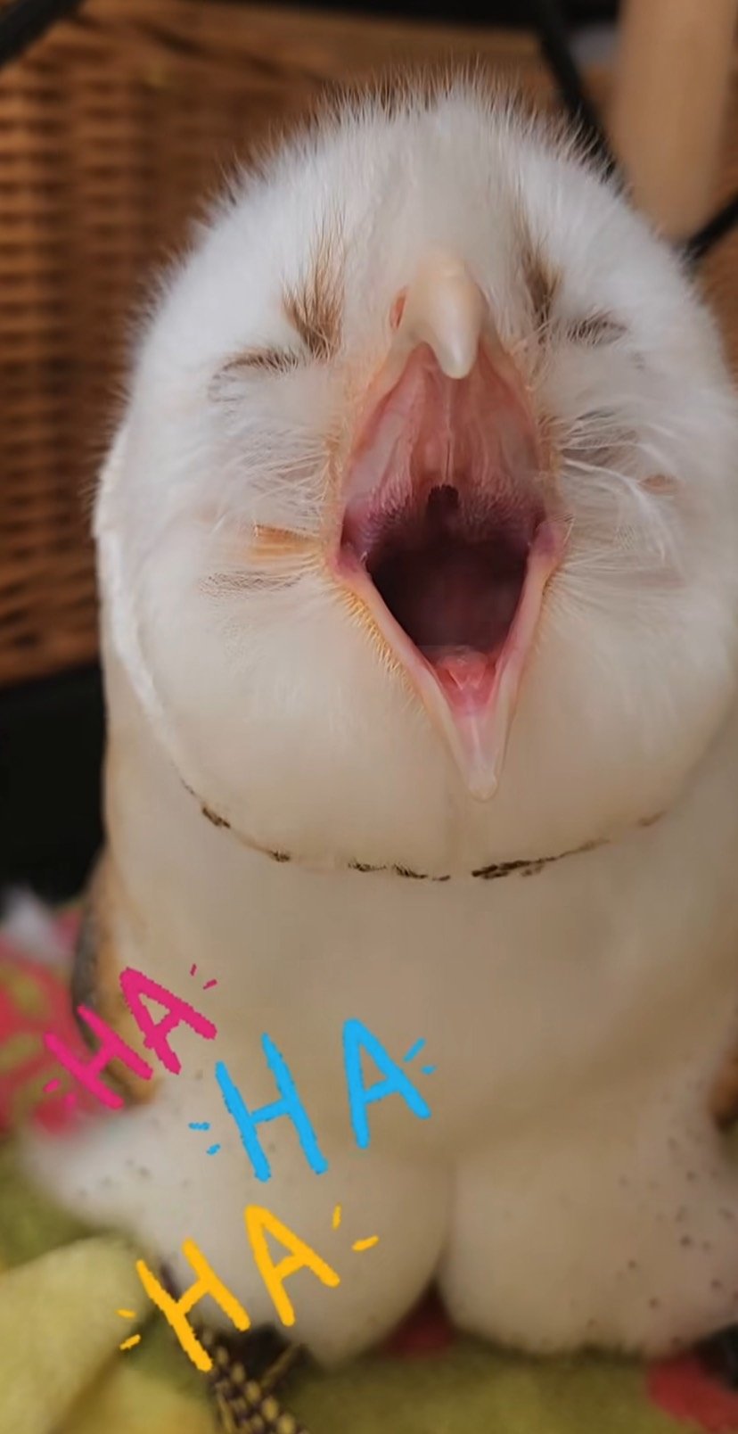 出所：@miki4wan108