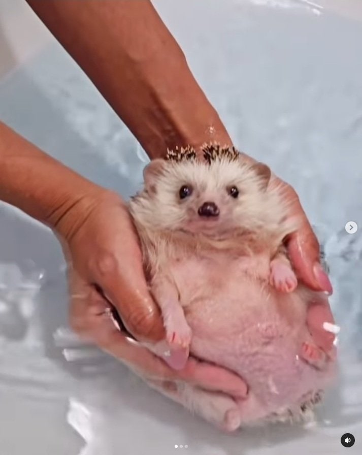 出所：＠uzura_moz.uku