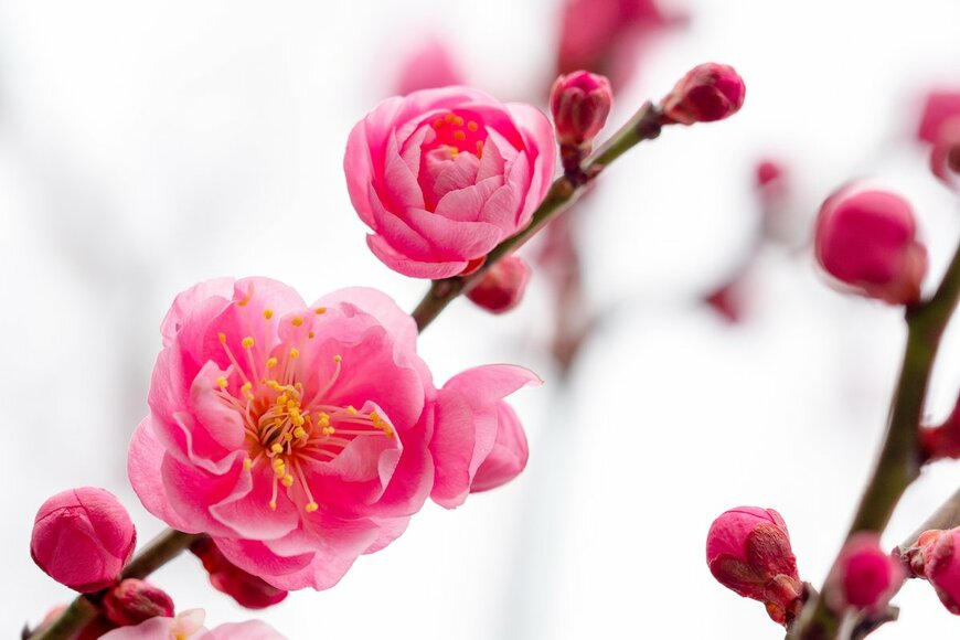 梅（ruiruito/Shutterstock.com）