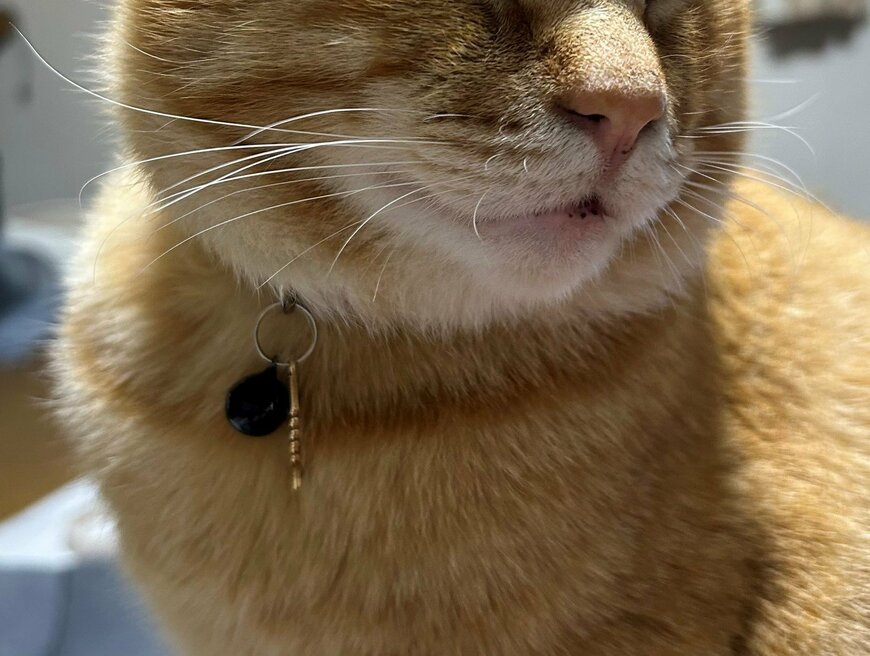 出所：@Beercat_Ana_Dar