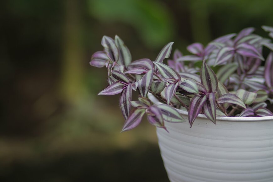 jamaludinyusuppp/Shutterstock.com