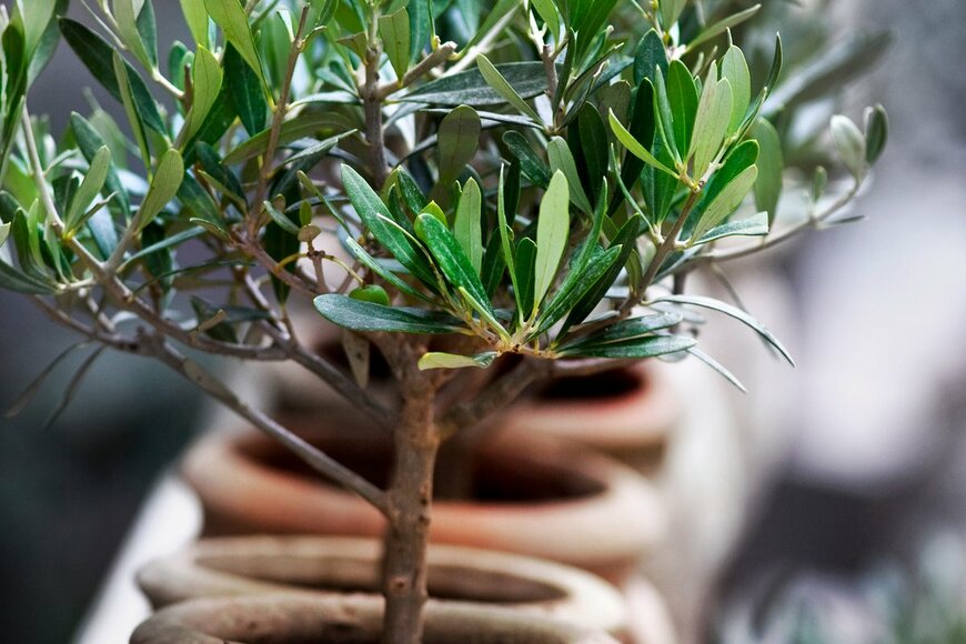 オリーブの木（redzen2/shutterstosk.com）