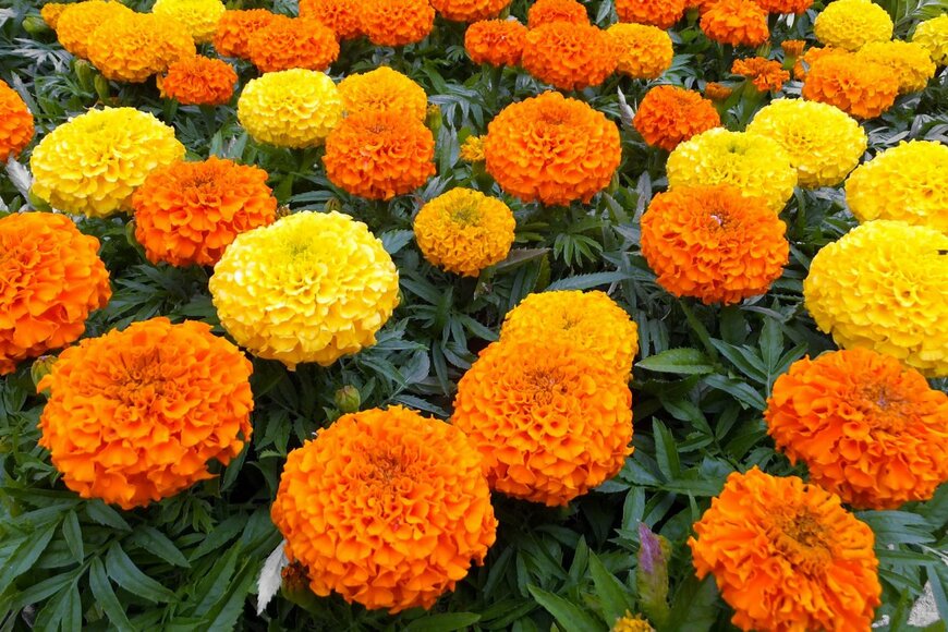 Visharo/shutterstock.com